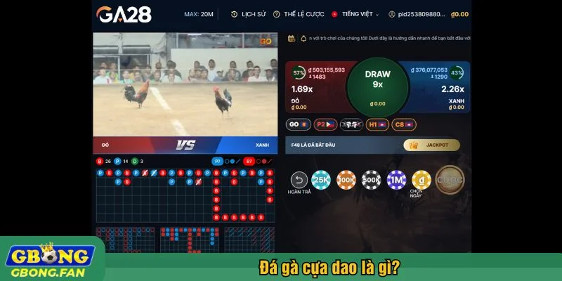 Hai chiến kê được trang bị cựa dao sắc