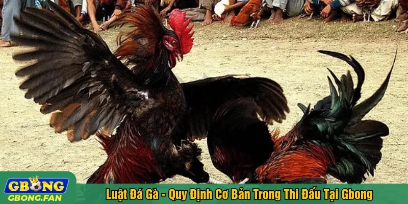 Luật đá gà