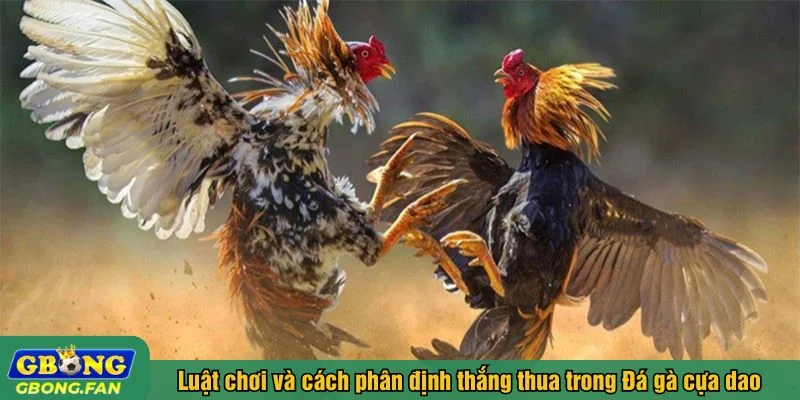 Người chơi có thể đặt cược vào 3 cửa đá gà cựa dao