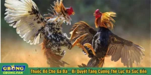 Thuốc bổ cho gà đá