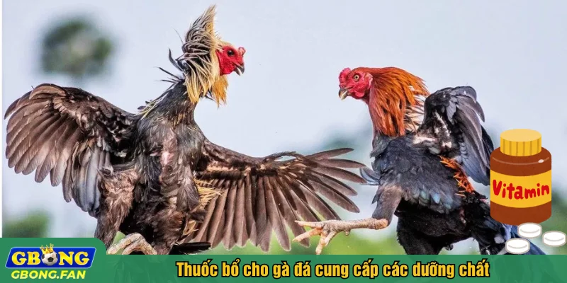 Thuốc bổ cho gà đá cung cấp các dưỡng chất