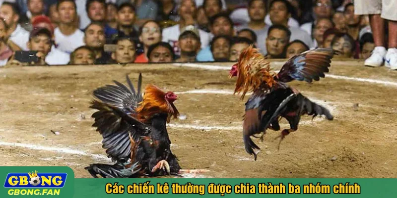 Trong luật đá gà, các chiến kê thường được chia thành ba nhóm chính